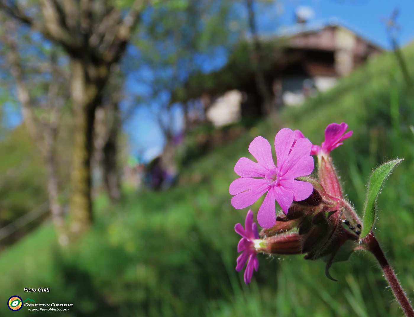 35 Silene dioica con la Baita Brusada.JPG